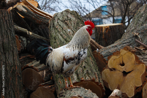 Rooster in the village on a stack of firewood. Selective focus.