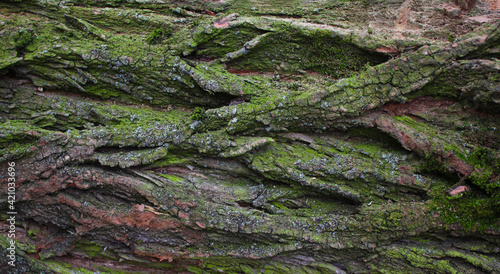 Green tree bark. Tree bark background texture.Selective focus.