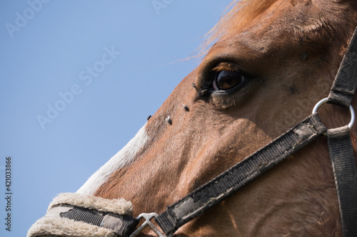 Close- up of the head of a brown horse with lots of flies on the nose and below the left eye. Blue sky