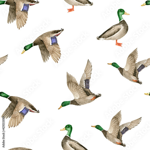 Fotografia seamless pattern with birds wild ducks drake on white background, watercolor ill