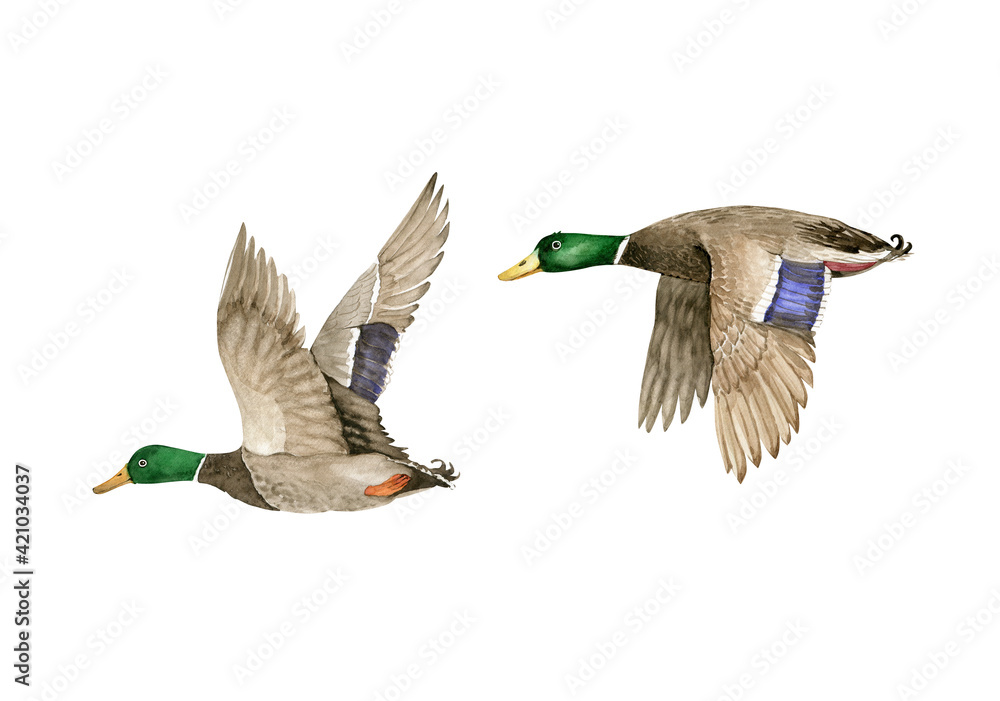 Obraz premium set of watercolor illustrations bird wild geese, hand painted