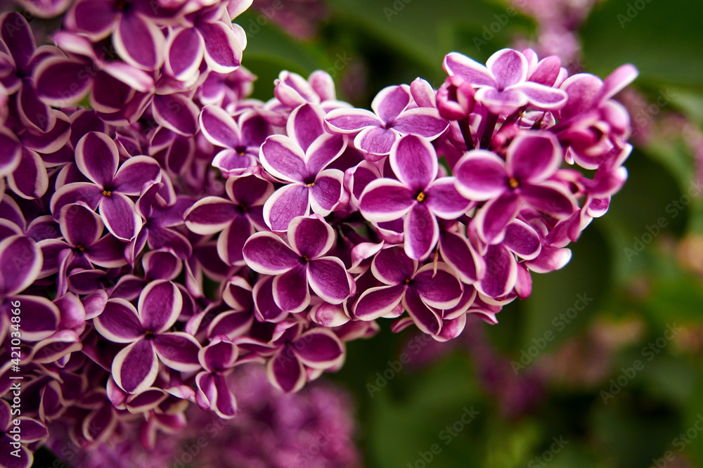Closeup of flowering lilac in spring Closeup of flowering lilac in spring