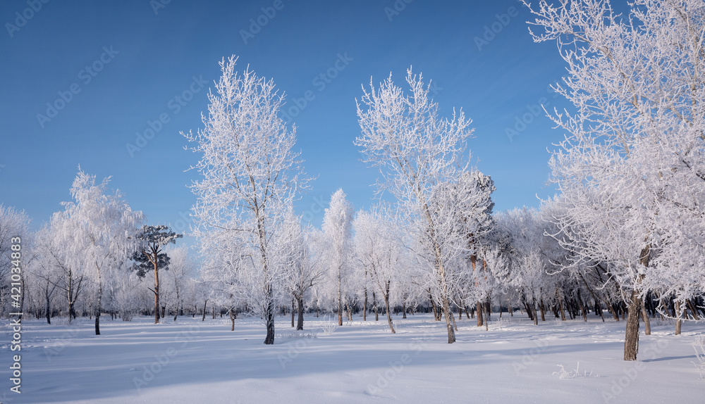 winter landscape in the forest trees covered with hoarfrost blue sky sunny day winter landscape in the forest trees covered with hoarfrost blue sky sunny day