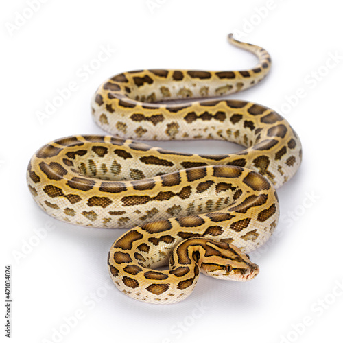Top view full length Burmese Python aka Python bivittatus snake. Isolated on white background.