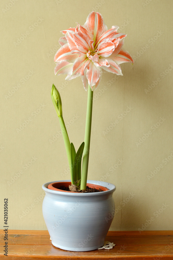 white amaryllis flower with red stripes in bloom growing in the flower pot