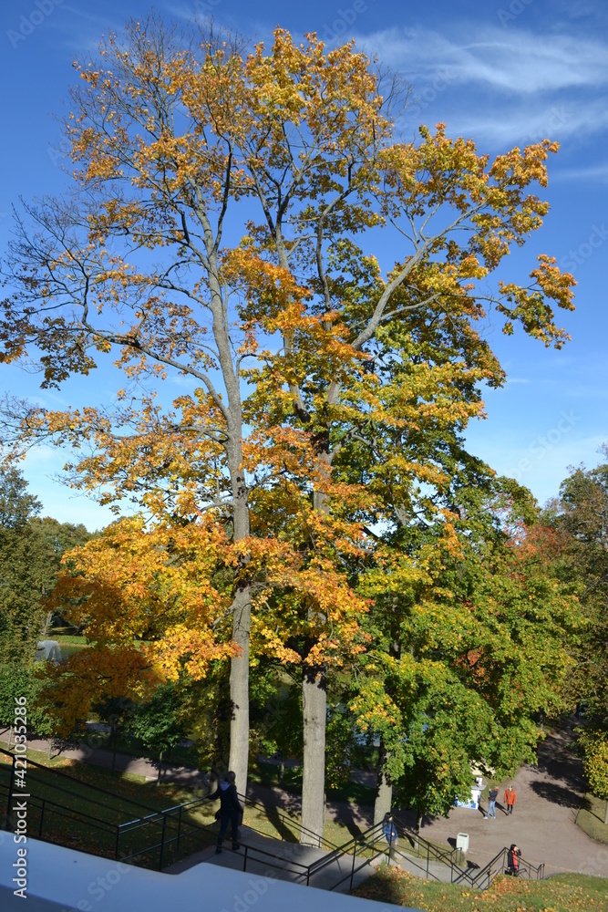 Naklejka premium autumn in the city