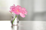 A beautiful soft pink flower placed in a transparent glass vase on a white surface. Close up picture.