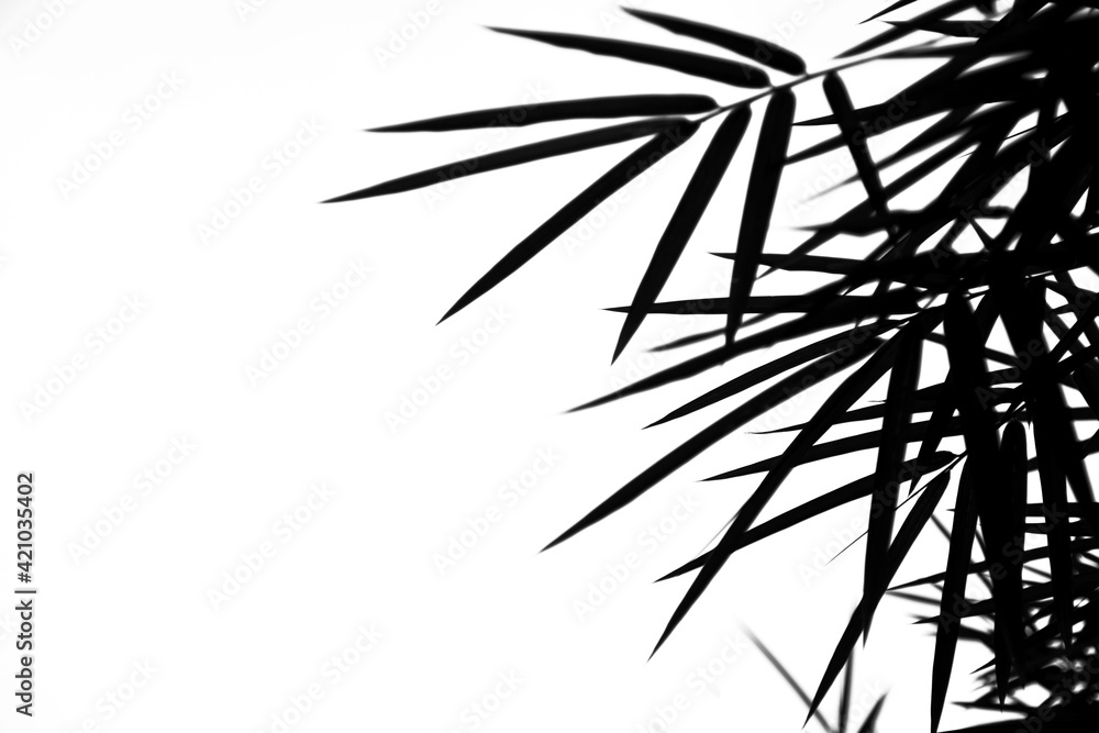 Obraz premium Branches of bamboo isolated on white background