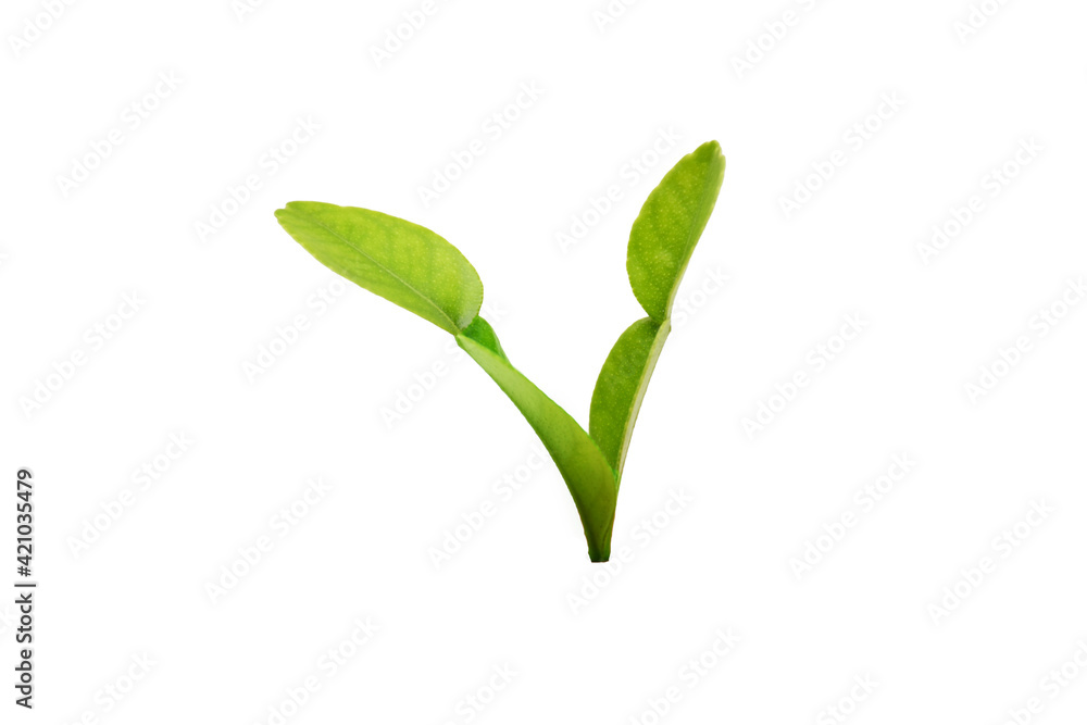 Fresh leave of bergamot isolated on white background Fresh leave of bergamot isolated on white background