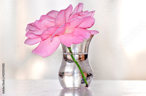 А soft pink flower placed in a transparent glass vase on a white surface. Close up picture.