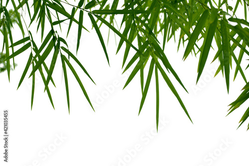 Branches of bamboo isolated on white background