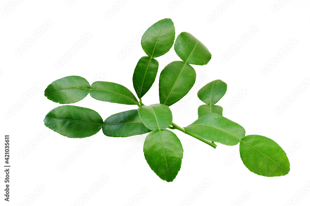 Fresh leave of bergamot isolated on white background Fresh leave of bergamot isolated on white background