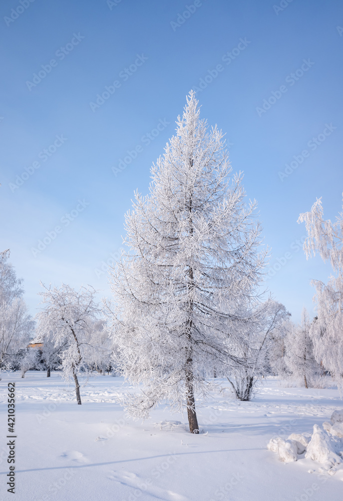 Beautiful winter landscape with snow-covered trees. Blue sky and textured snow. Winter's tale.