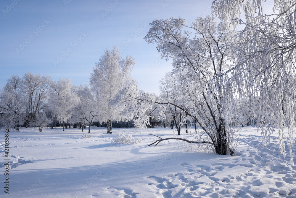 Beautiful winter landscape with snow-covered trees. Blue sky and textured snow. Winter's tale.