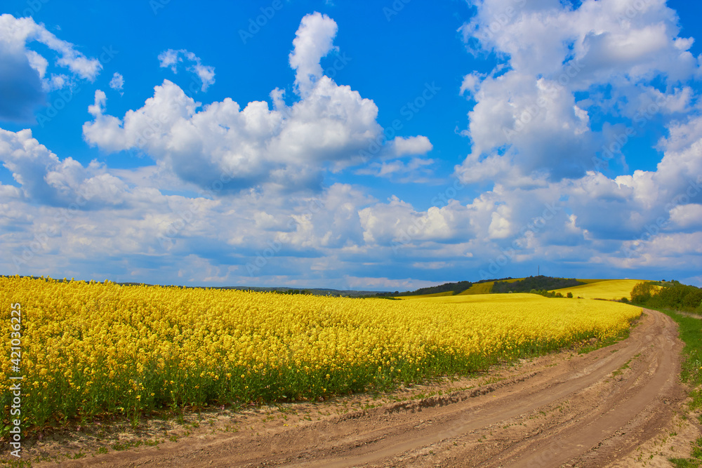 road in a rapeseed field,yellow rapeseed flowers bloom in summer on a beautiful sunny day