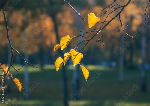 Tree branch with golden leaves in sunlight. Autumn nature. 