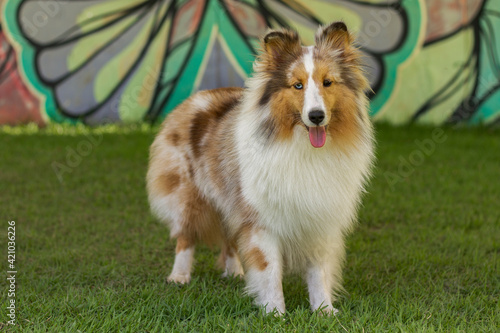 Shetland sheepdog - Dog in a park during a sunny day