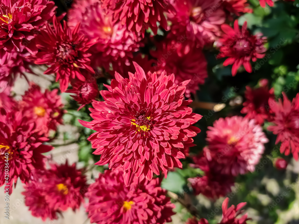 Chrysanthemums, sometimes called mums or chrysanths, are flowering plants of the genus Chrysanthemum in the family Asteraceae. They are native to East Asia and northeastern Europe. Chrysanthemums, sometimes called mums or chrysanths, are flowering plants of the genus Chrysanthemum in the family Asteraceae. They are native to East Asia and northeastern Europe.