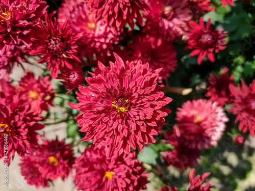 Chrysanthemums  sometimes called mums or chrysanths  are flowering plants of the genus Chrysanthemum in the family Asteraceae. They are native to East Asia and northeastern Europe.