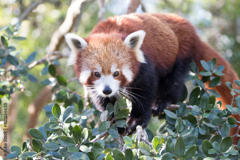 Naklejka premium Red panda