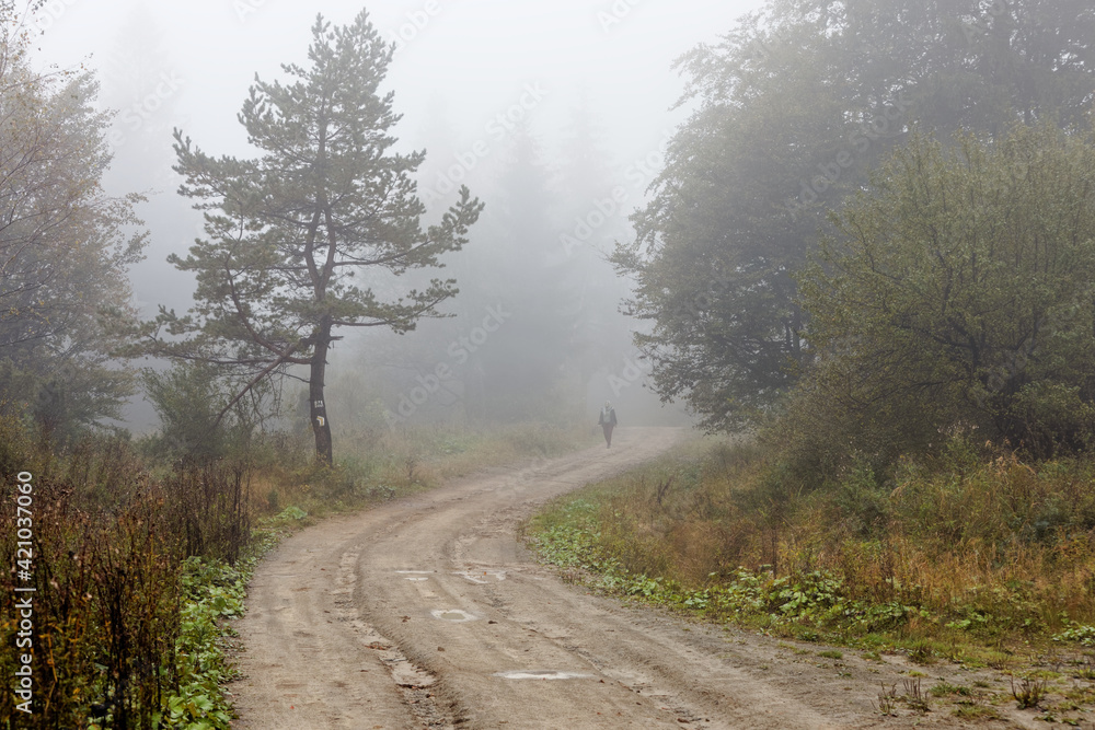 Fototapeta premium Foggy morning in mountains forest. Dirt road tourist trail in mist. Person in the fog..