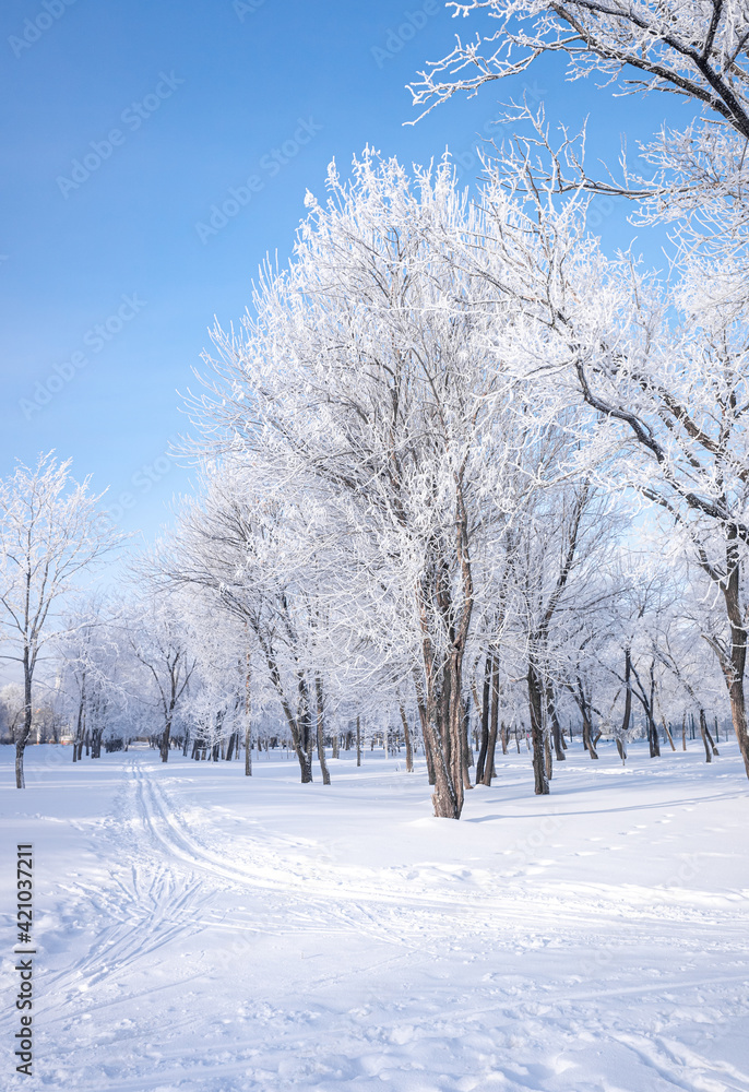 Beautiful winter landscape with snow-covered trees. Blue sky and textured snow. Winter's tale. Beautiful winter landscape with snow-covered trees. Blue sky and textured snow. Winter's tale.