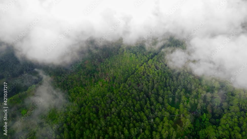 Aerial Top Down Flyover Shot of a Pine Tree Forest Flying Through the Clouds Aerial Top Down Flyover Shot of a Pine Tree Forest Flying Through the Clouds