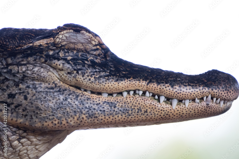 Obraz premium Close up of crocodile