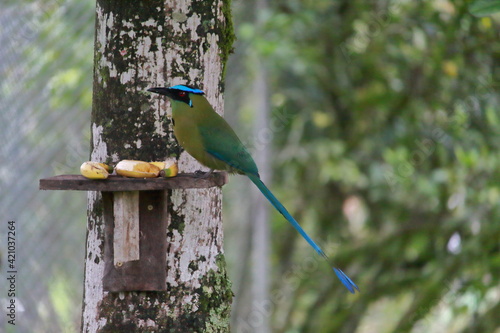 blue crowned bird free in a feeder outside of a home in Colombia
