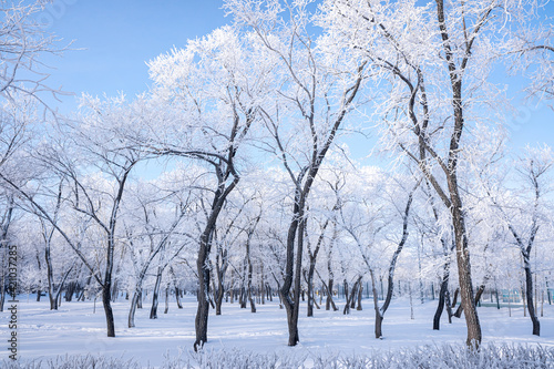 Beautiful winter landscape with snow-covered trees. Blue sky and textured snow. Winter's tale.