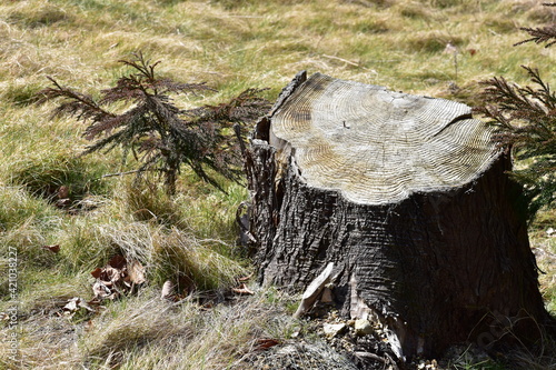 ふさふさした草原に生える切株