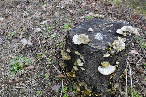白いキノコが生えている切株