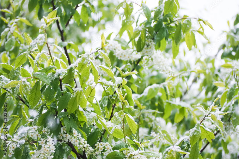 Natural cataclysm. Cold storm with snow in spring. Green branches and flowers of bird cherry under the snow, frosts Natural cataclysm. Cold storm with snow in spring. Green branches and flowers of bird cherry under the snow, frosts