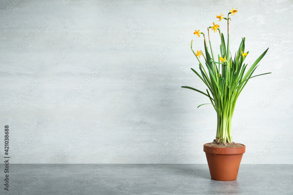 Beautiful narcissuses in flowerpot on light grey stone table. Space for text Beautiful narcissuses in flowerpot on light grey stone table. Space for text