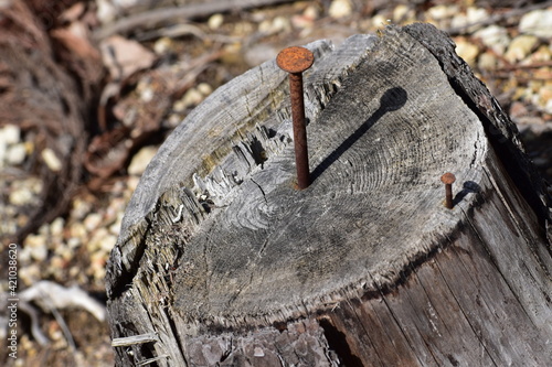 錆びたくぎが刺さった切株