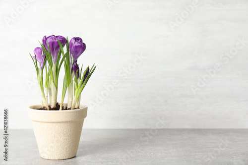 Beautiful crocuses in flowerpot on light grey stone table. Space for text