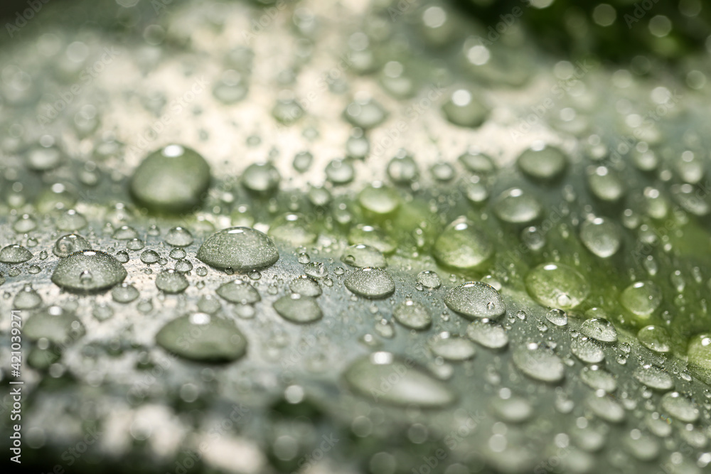 Closeup view of beautiful green leaf with dew drops as background Closeup view of beautiful green leaf with dew drops as background