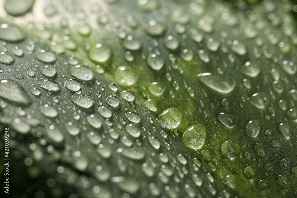 Closeup view of beautiful green leaf with dew drops as background Closeup view of beautiful green leaf with dew drops as background