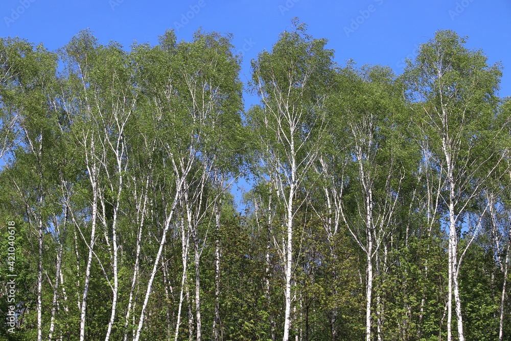 Fototapeta premium Spring time background birch trees