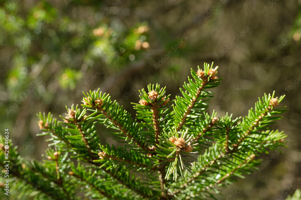 Frische Triebe und Knospen an einem grünen Nadelbaum im Frühling im Wald Frische Triebe und Knospen an einem grünen Nadelbaum im Frühling im Wald