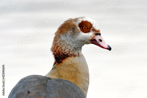 Egyptian goose // Nilgans (Alopochen aegyptiaca) photo