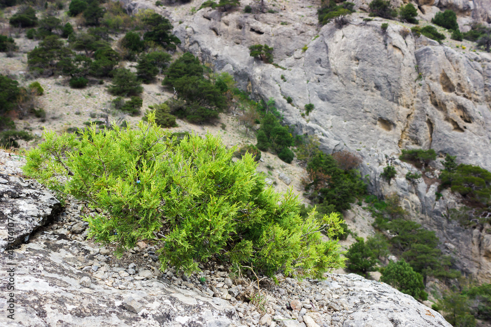 Juniper sp., of the family Cupressaceae, South-Eastern Crimea. Juniper sp., of the family Cupressaceae, South-Eastern Crimea.