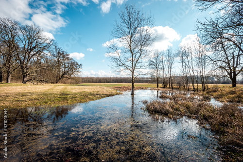 Flooded flood plain meadow with an ash and oak trees in the sunny March morning
