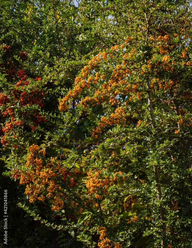 Orange berries on pyracantha or firethorn plant on blurred background of green leaves of deciduous plants. Landscaped garden. Beautiful orange berries decorate garden all winter. Nature concept. Orange berries on pyracantha or firethorn plant on blurred background of green leaves of deciduous plants. Landscaped garden. Beautiful orange berries decorate garden all winter. Nature concept.