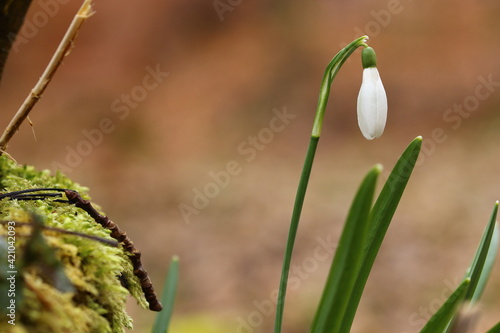 close up of blooming snowdrop