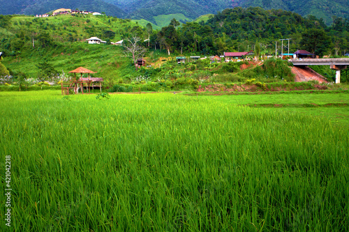 Rice fields are steps Green and yellow on the high mountains
