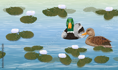 A pair of mallard ducks swim in the river. Drake and duck in the white water lily lake. Wild waterfowl Anas platyrhynchos. Realistic vector landscape