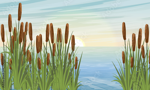 Lake and large thickets of coastal plant reeds at dawn. Vector realistic landscape.