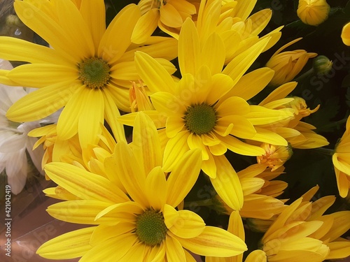 yellow chrysanthemum flowers