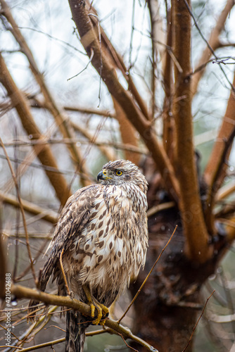 Michel hawk, or hen hawk
